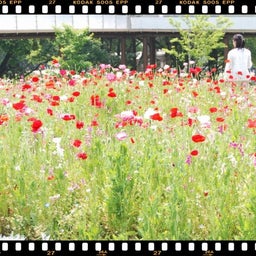 画像 ２００８年　遠足♪木曽三川公園！！ の記事より 1つ目