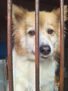 dog2