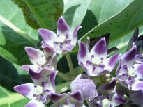 crownflower