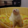 むむ♪の画像