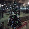 クリスマスツリーにアサラがいました。の画像