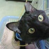 ボクチンでしっ！！！の画像
