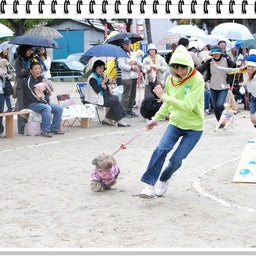 画像 【わんわん運動会！！ｉｎ２００８】Part２♪ の記事より 5つ目