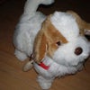 犬のお友達の画像