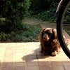 もーみじ・・の画像