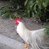 2008夏の思い出～その４「瀧原宮～那智勝浦へ」の画像