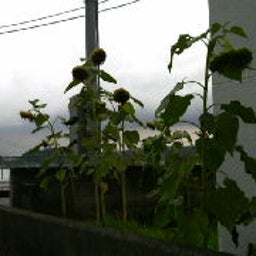 2008090223010000.jpg