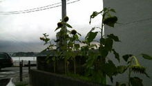 2008090223010000.jpg