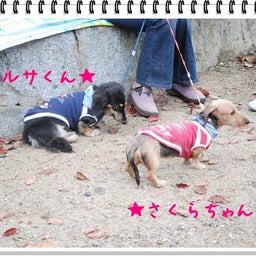 画像 【わんわん運動会！！ｉｎ２００８】part１♪ の記事より 49つ目