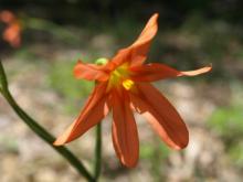 orange1