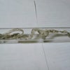 もろこしが脱皮の画像