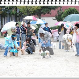 画像 【わんわん運動会！！ｉｎ２００８】Part２♪ の記事より 27つ目