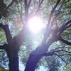 回想アルバム～2008/8/13南方熊楠邸～センダンの木～の画像