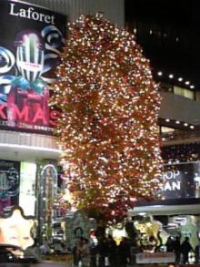 lafore tree