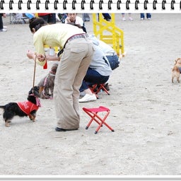 画像 【わんわん運動会！！ｉｎ２００８】Part２♪ の記事より 63つ目