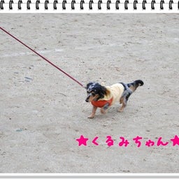 画像 【わんわん運動会！！ｉｎ２００８】part１♪ の記事より 14つ目