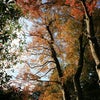 もみじ狩りの画像