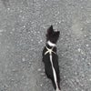 ばーちゃま(^_^)の画像