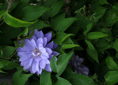 tessen3