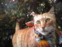 ぶーがるーねこリアル