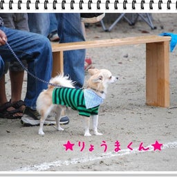画像 【わんわん運動会！！ｉｎ２００８】part１♪ の記事より 47つ目