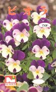きゅーてぃ