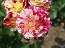 rose_sibori