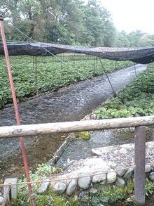 080922_1139~0002.jpg