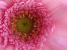 flower-3