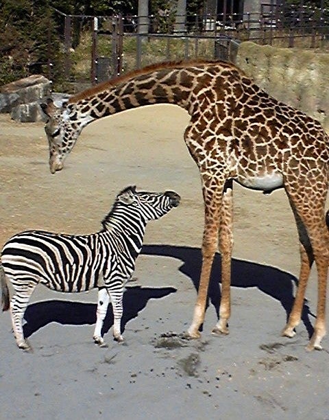 動物園の記事画像