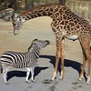 動物園の画像