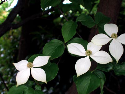 hana6