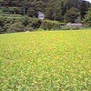 新潟県　魚野川（2008年8月29日）の画像