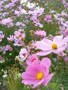 画像-0083.jpg