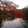 紅葉の画像