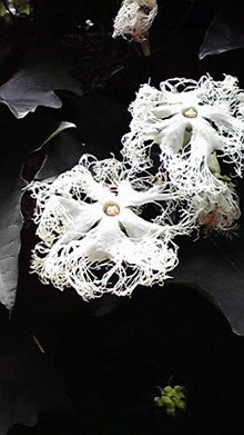 2008071411360000.jpg