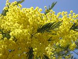 flower-mimosa