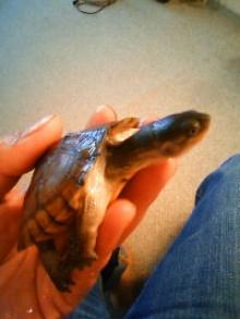 kame