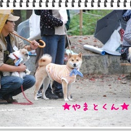 画像 【わんわん運動会！！ｉｎ２００８】part１♪ の記事より 21つ目