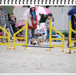 画像 【わんわん運動会ｉｎ２００８！！】Part3♪ の記事より 21つ目