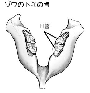 ゾウの下顎の骨