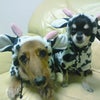 2009年1月1日。の画像