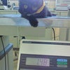 いぃ～なぁぁ。の画像