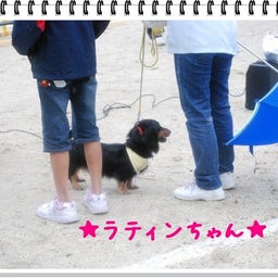 画像 【わんわん運動会！！ｉｎ２００８】part１♪ の記事より 28つ目