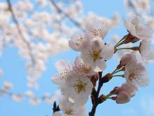 sakura2