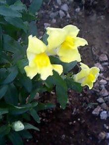 なんのお花？