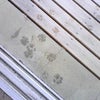 にゃんこの画像