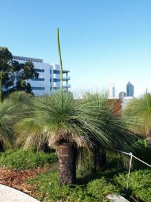 grasstree_big