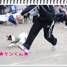 画像 【わんわん運動会！！ｉｎ２００８】part１♪ の記事より 9つ目