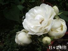 シュネ